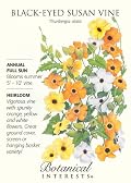 Black Eyed Susan Vine Seed - 500mg - Thunbergia