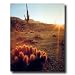 Southwestern Cactus Sunset Landscape Picture Art Print