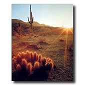 Southwestern Cactus Sunset Landscape Photo Wall Picture Art Print