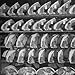 Cuts of Beef on Shelves at Meat Processing and Packing Plant Photographic Poster Print by Alfred Eisenstaedt, 16x16