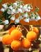 Erdbeerbaum / Strawberry Tree (Saatgut, Samen)