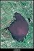 Lake Okeechobee, Florida satellite map poster print phto: 24"x36" glossy
