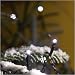 Outdoor Living : 180x MICRO LED WHITE fairy lights, 12.5m, Christmas Festive