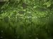 Beech Leaves Over Lake, Waggoners Wells, Grayshot, Surrey, England, United Kingdom Ar...