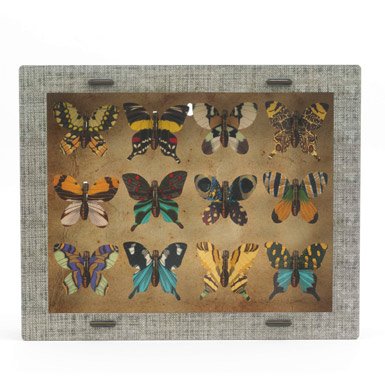 Butterfly Object Collection (x12)