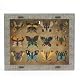 Butterfly Object Collection (x12)