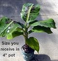 Truly Tiny Banana Plant - Musa - Great Fruit-24" Height