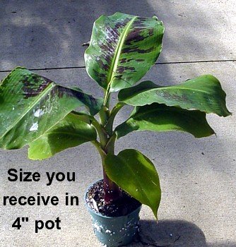Truly Tiny Banana Plant - Musa - Great Fruit-24\