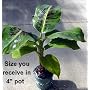 Truly Tiny Banana Plant - Musa - Great Fruit-24" Height