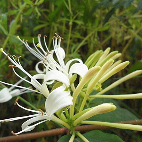 Littlepiano 60Pcs Japanese Honeysuckle Vine Lonicera Japonica Seeds