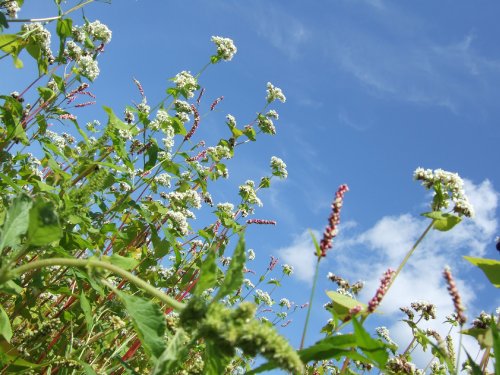 国内産そば粉！ 奥出雲生そば！