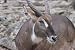 Waterbuck Taxidermy Photo Reference CD