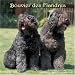 Bouvier des Flandres 2009 Wall Calendar