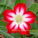 9GreenBox - Adenium Desert Rose Neptune 3 ~ 4 Years House Plant Bonsai