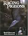Racing Pigeons