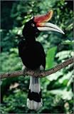photographie Rhinoceros Hornbill (Buceros rhinoceros) female at Kuala Lumpur Bird Park (Taman Bur... Image du produit