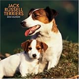 Jack Russell Terriers 2008 Square Wall