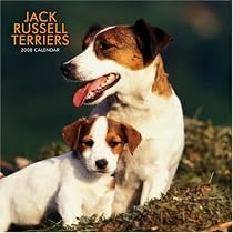 Jack Russell Terriers 2008 Square Wall Calendar (German, French, Spanish and English Edition)