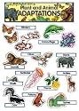 PLANT & ANIMAL ADAPTATIONS MINI BB
