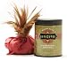 Kama Sutra Petite 2 oz Honeydust - Strawberry