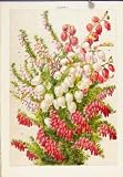 ROSA CANINA FRUIT FLOWER PLANT SHRUB OLD PRINT c1890