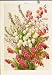 ROSA CANINA FRUIT FLOWER PLANT SHRUB OLD PRINT c1890