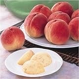 �Ⴈ�����M�t�g��J�l���}�_�� �R����{�̓�