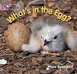 What's in the egg?