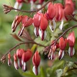 Amazon / Hirts: Perennials; Bleeding Heart: Valentine Bleeding Heart Perennial - Dicentra - Potted