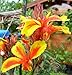 indisches Blumenohr / Canna (Saatgut, Samen)