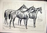 1878 Middle Park Yearlings Horses Macaroni Rosicrucian