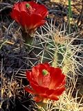 Claret Cup Cactus, Monument Canyon, Colorado National Monument, Colorado, USA Photographic Poster Print by Jerry & Marcy Monkman, 12x16