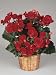 Close-Up of a Tuberous Begonia Plant (Begonia Tuberhybrida) Photographic Poster Print by G. Cigolini, 24x32
