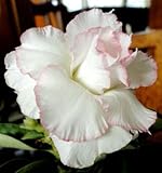 アデニウム アラビカム オベスム 砂漠のバラ塊根植物 Adenium obesum Desert Roses no.8 BE-MY-VALENTIN
