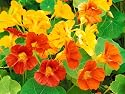 NASTURTIUM - Organic Mix - 15 seeds