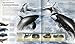 Sharks (Insiders)
