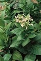 Organic Scherazi Iran Smoking Tobacco Herb 100 Seeds - Nicotiana