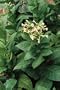 Organic Scherazi Iran Tobacco 100 Seeds - Nicotiana