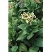 Organic Scherazi Iran Tobacco 100 Seeds - Nicotiana
