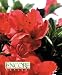 Autumn Sunset Encore Azalea (2 to 3 Year Plants) 10"-14" Spread, Very Full