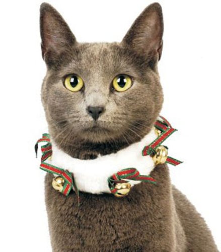 Cover image : Holiday Jingle Cat Collar