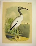 Wood Ibis Jasper Birds Of America 1878