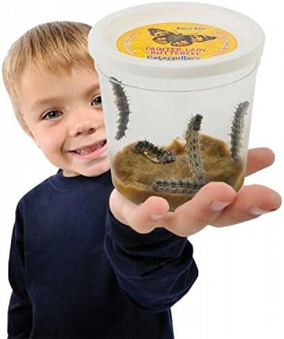 Insect Lore Live Butterfly Garden, as seen on tv products for kids