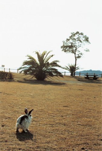 うさぎじま うさぎじま