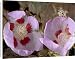 Canvas Prints of Desert five-spot - in flower from Ardea Wildlife Pets