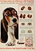 1963 Ad Walter Kendall Burgerbits Dog Food Treats Basset Hound Canine Nutrition - Original Print Ad