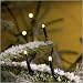 Outdoor Living : 120x MICRO LED WARM WHITE fairy lights, 8.3m, Christmas Festive