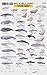 Mac's Field Guides: North American Marine Mammals (Mac's Guides (Paperback))