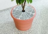 Produkt-Bild: Rotho Babydesign 10000 0000 01 - Blumenerde-Schutzgitter, 50 cm, transparent, 1 St&uuml;ck