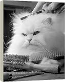 Box Canvas Print of Animals cats cat White Persian Animal Grooming from Mirror Photos